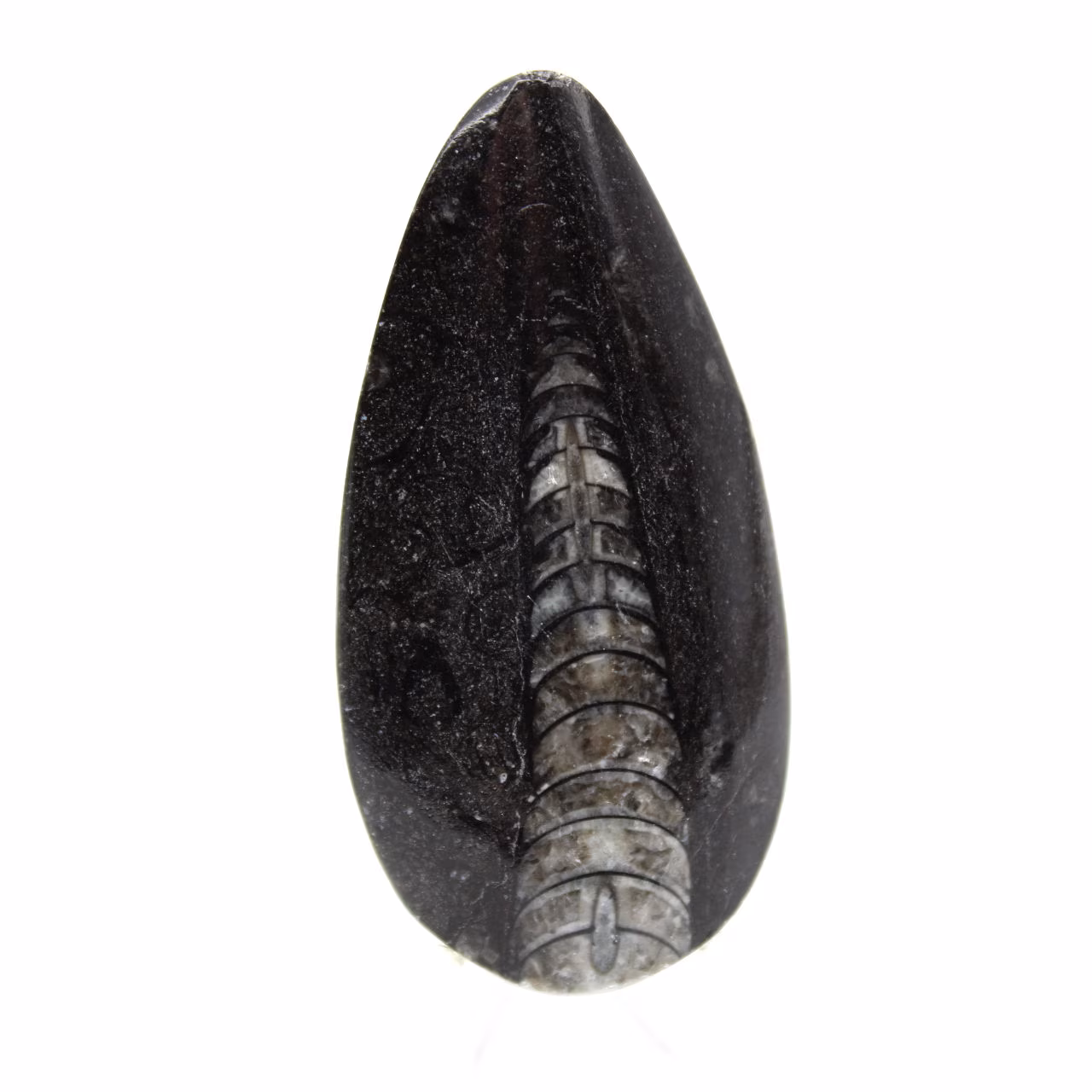 Orthoceras fósseis do Marrocos