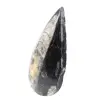 Orthoceras fóssil - 2