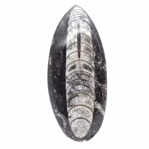 Orthoceras fósseis do Marrocos