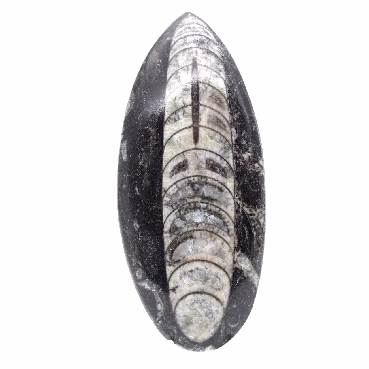 Orthoceras fósseis do Marrocos