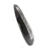 Orthoceras fóssil - 2