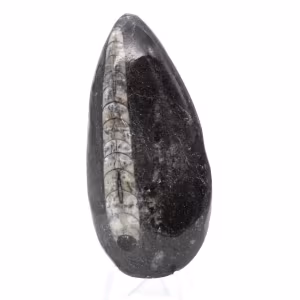 Orthoceras fóssil