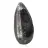 Orthoceras fóssil