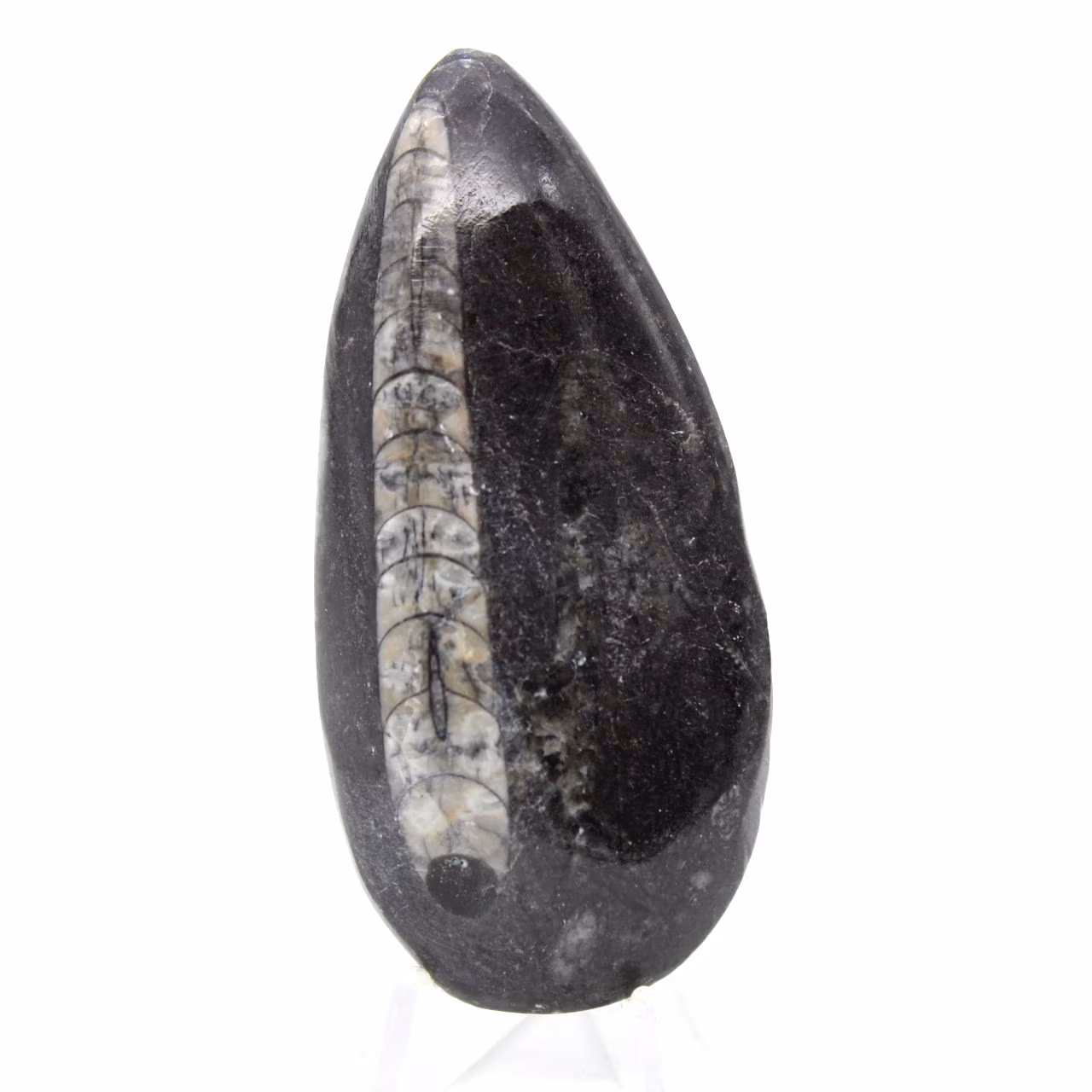 Orthoceras fóssil