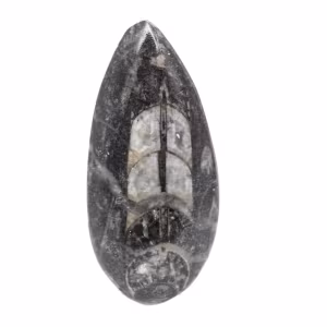 Orthoceras fóssil