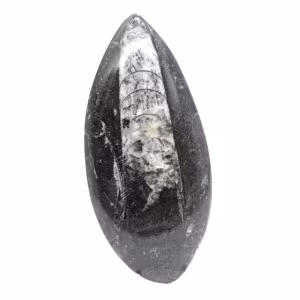 Orthoceras fósseis do Marrocos