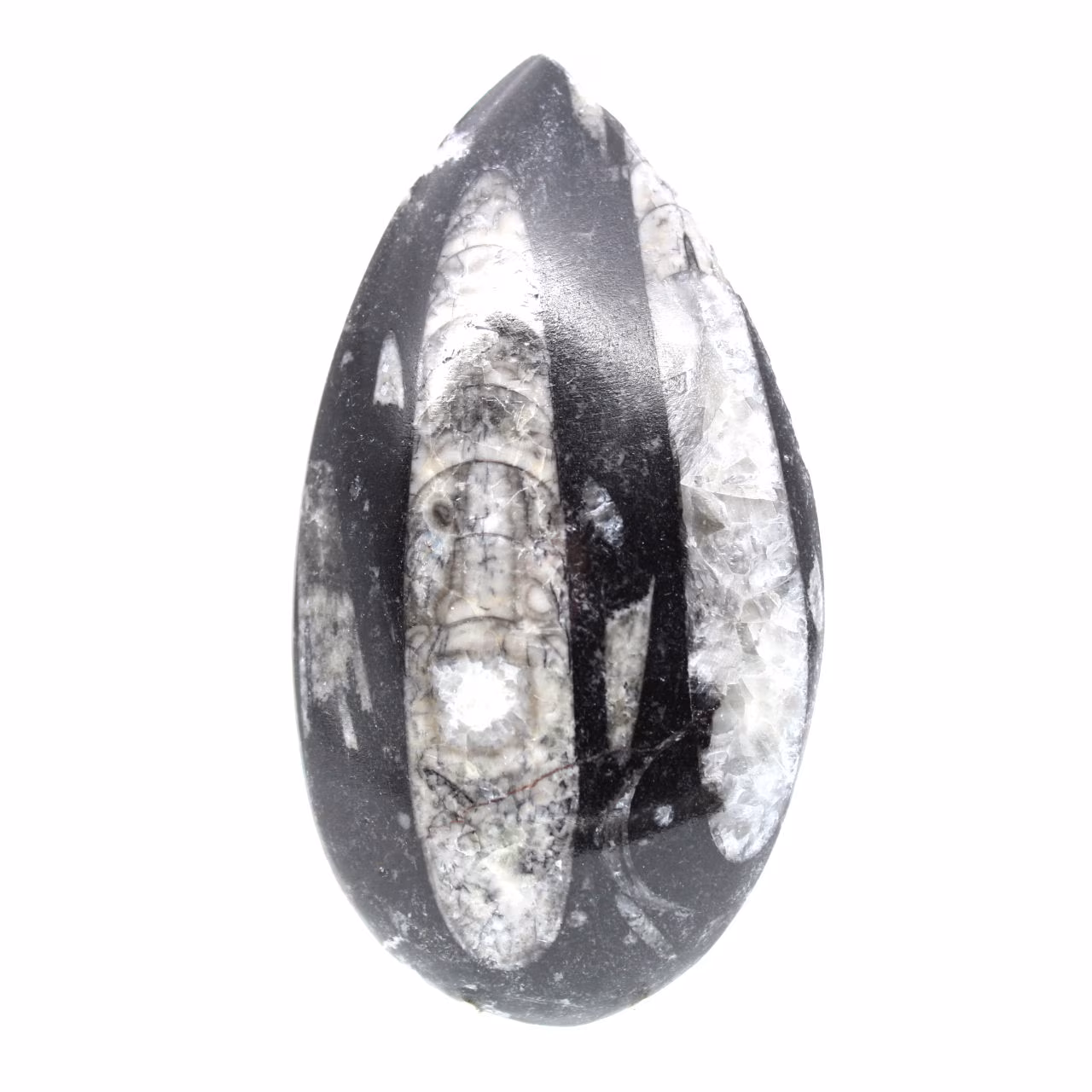 Orthoceras fóssil
