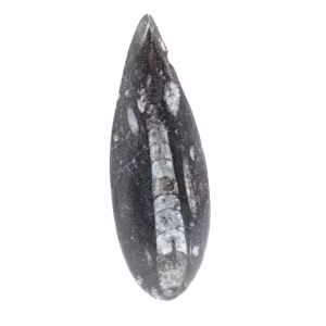 Orthoceras fósseis do Marrocos