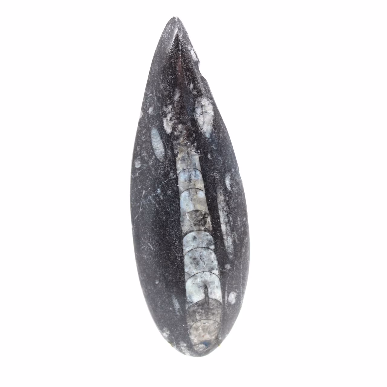Orthoceras fósseis do Marrocos
