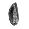 Orthoceras fóssil - 0