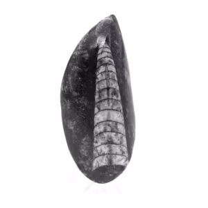 Orthoceras fóssil
