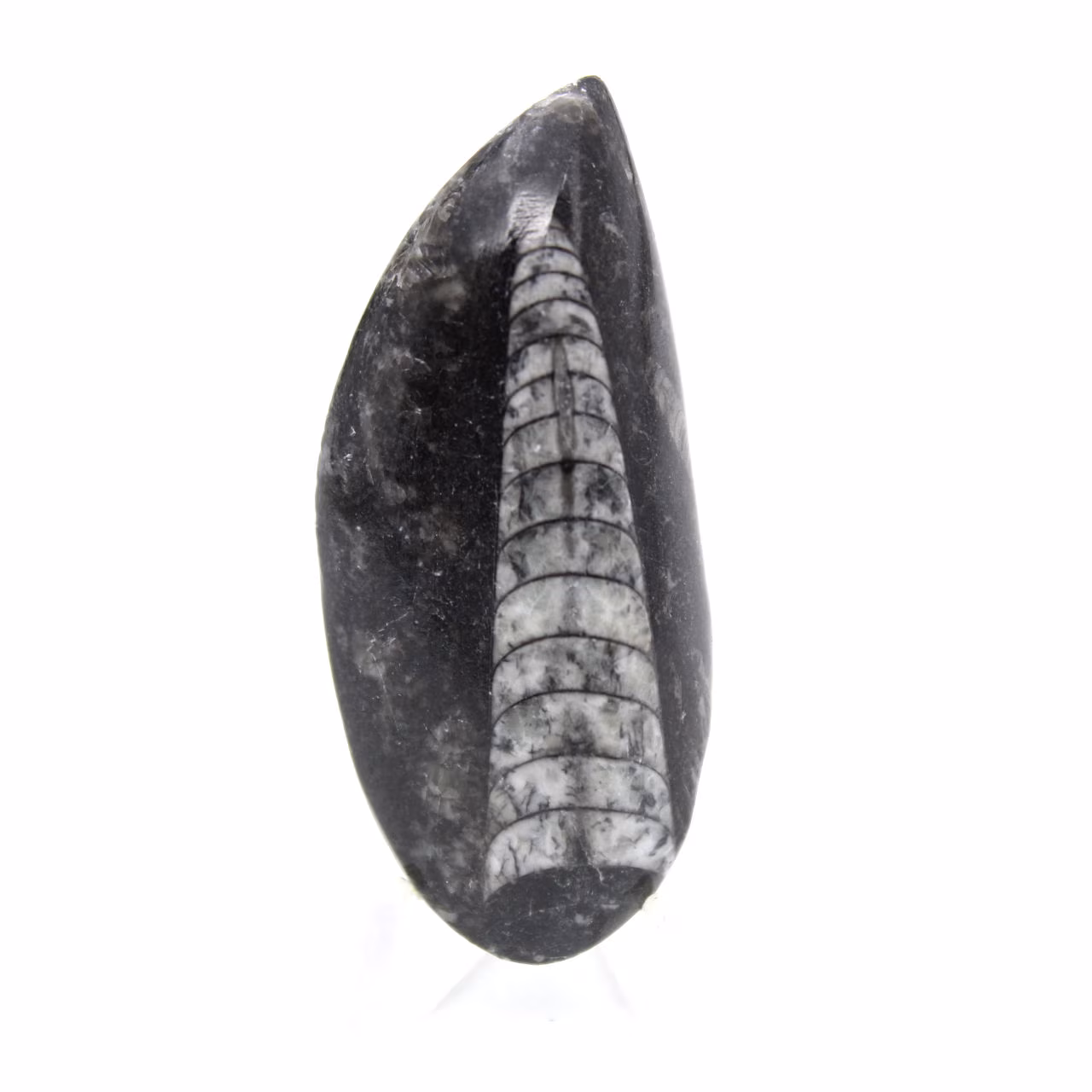 Orthoceras fóssil