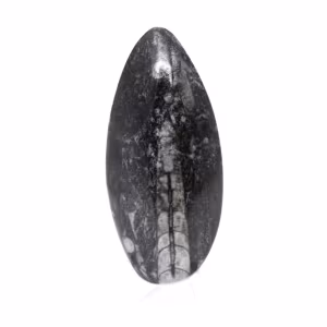Orthoceras fóssil