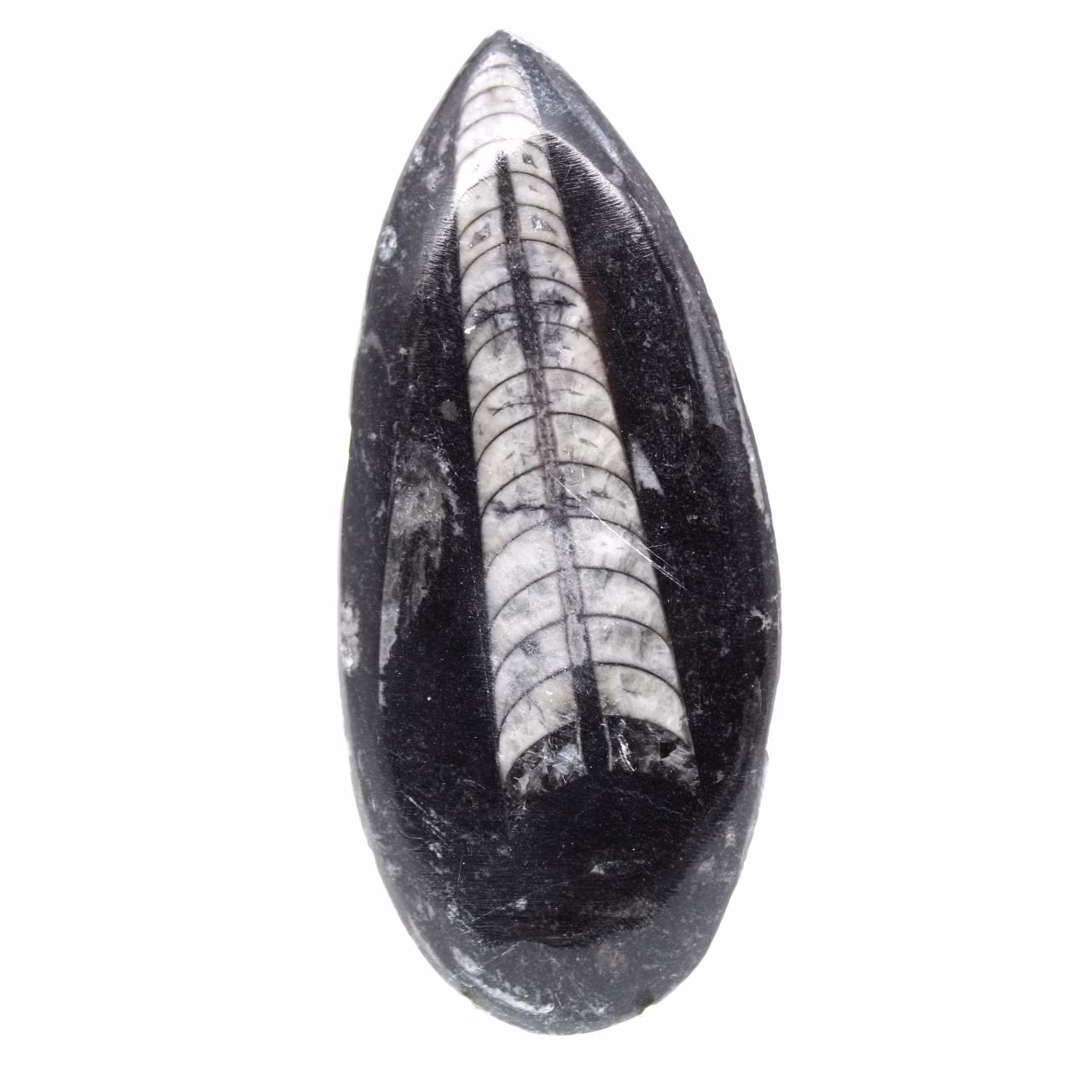 Orthoceras fósseis do Marrocos