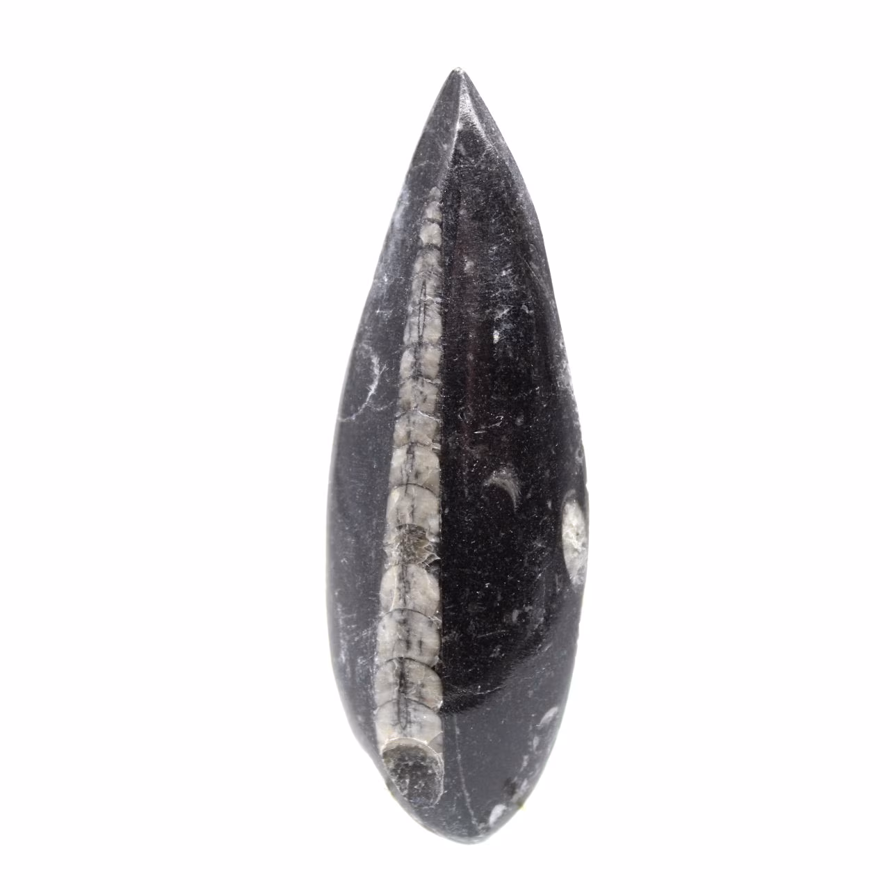 Orthoceras fóssil