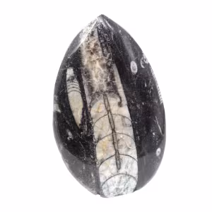 Orthoceras fósseis do Marrocos
