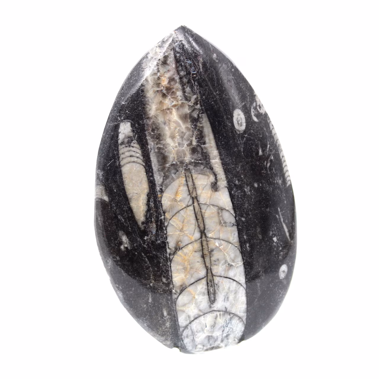 Orthoceras fósseis do Marrocos