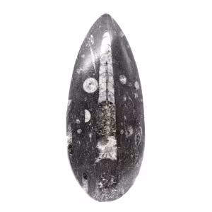Orthoceras fóssil