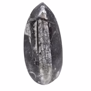 Orthoceras fósseis do Marrocos