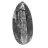 Orthoceras fósseis do Marrocos