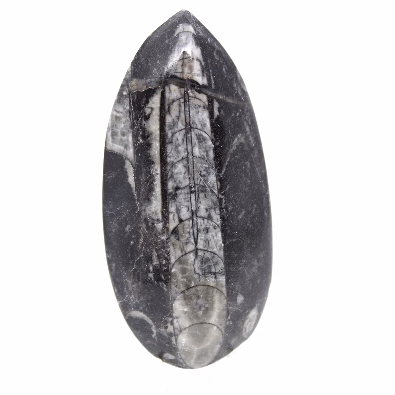 Orthoceras fósseis do Marrocos