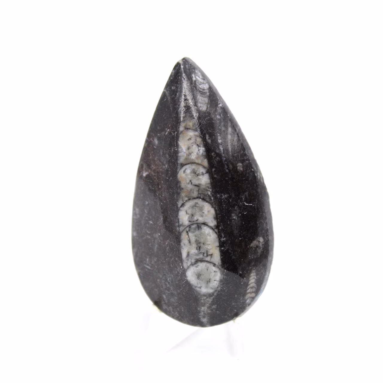 Orthoceras fóssil