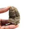 Trilobita fóssil - 0