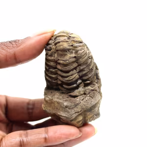 Trilobita fóssil