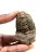 Trilobita fóssil