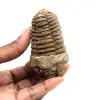 Trilobita fóssil - 0