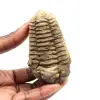 Trilobita fóssil - 0