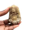 Trilobita fóssil - 0