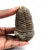 Trilobita fóssil - 0