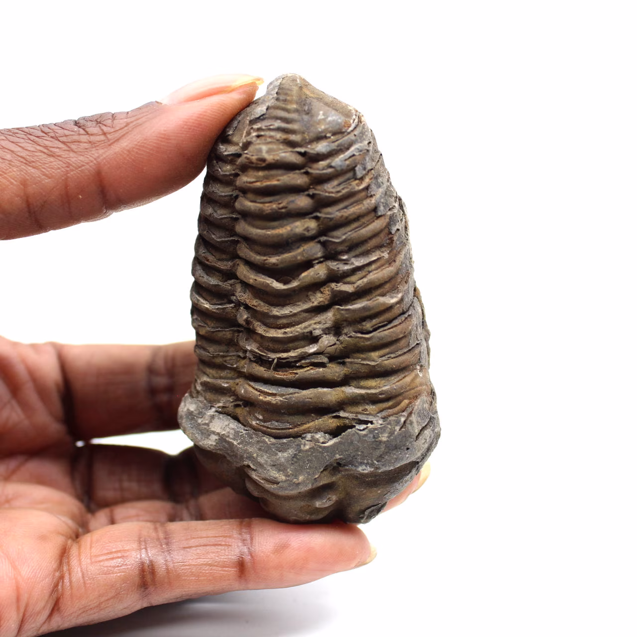 Trilobita fóssil