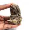 Trilobita fóssil - 0