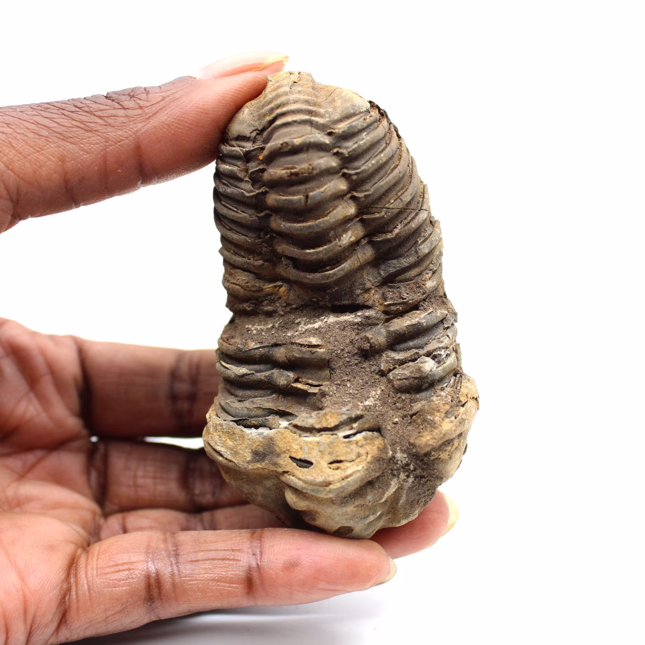 Trilobita fóssil