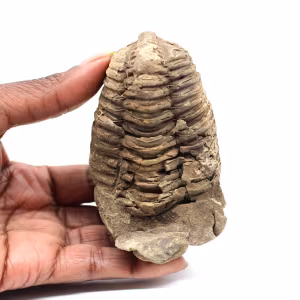 Trilobita fóssil