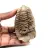 Trilobita fóssil