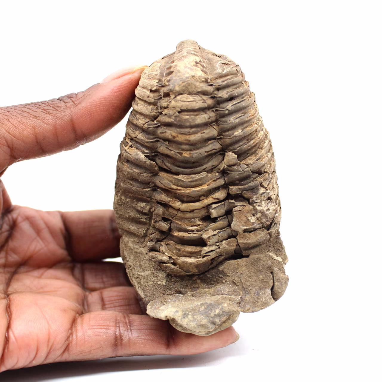 Trilobita fóssil