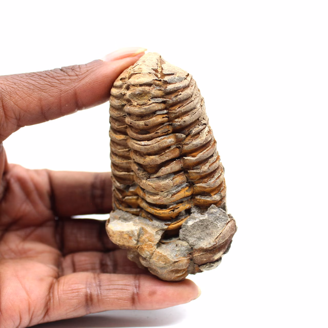 Trilobita fóssil