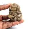 Trilobita fóssil - 0