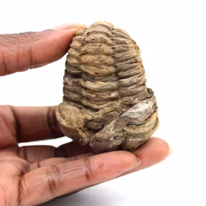 Trilobita fóssil