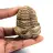 Trilobita fóssil