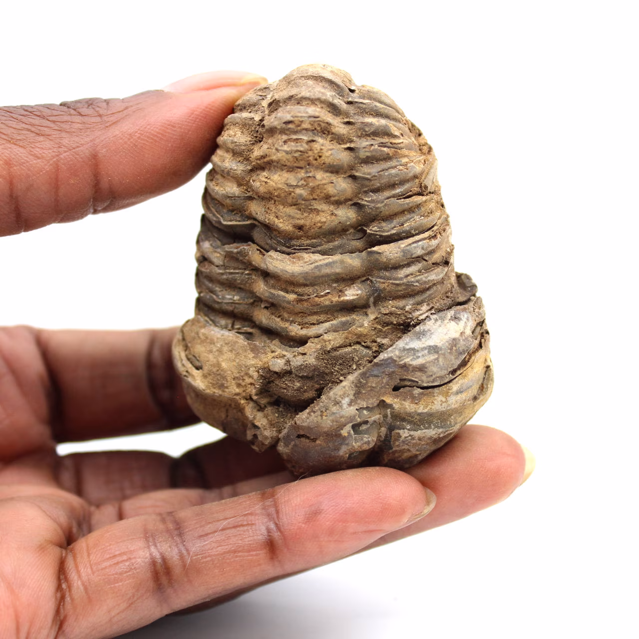 Trilobita fóssil