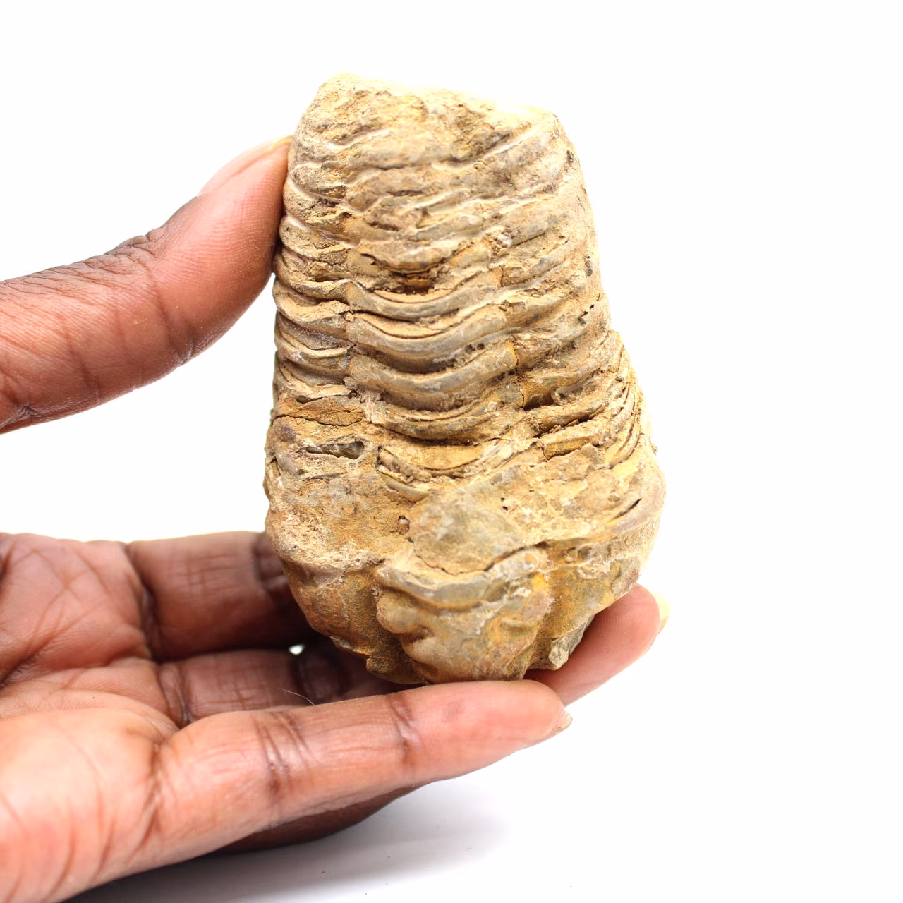 Trilobita fóssil