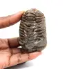 Trilobita fóssil - 0