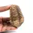 Trilobita fóssil