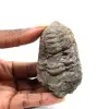 Trilobita fóssil - 0