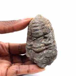 Trilobita fóssil
