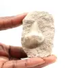Dente fóssil de Otodus - 0